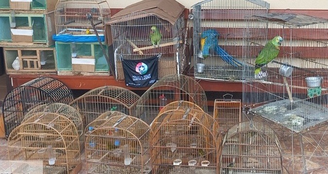 Polícia Militar Ambiental resgata mais de 20 aves nativas em Correia Pinto